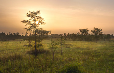 Fototapeta na wymiar Dawn over Everglades Swamp