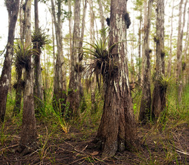 Air Plants in Florida Everglades