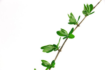 green sprout on tree branches in spring isolated on white