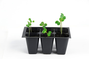 seedling in spring, radish sprout