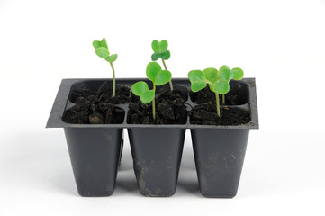 seedling in spring, radish sprout