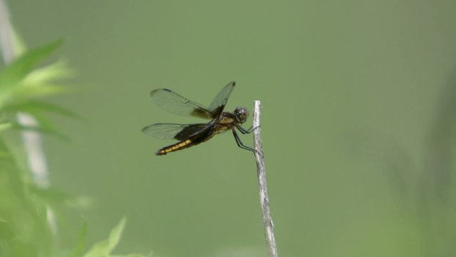 Two shots (one from behind, one profile) or a dragonfly in nature, poised on a branch.
