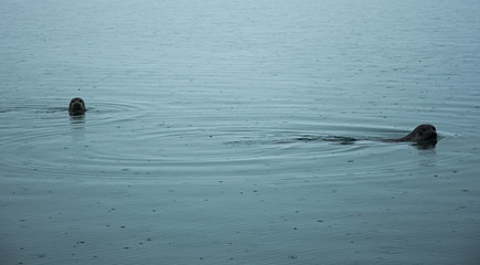 Schwimmende Seehunde
