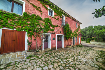 ivy leaves on a pink facade in San Pantaleo