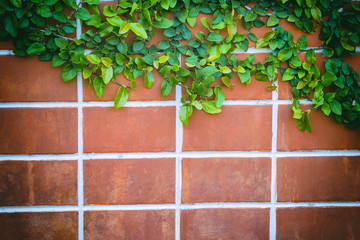 the red brick wall background in vintage scene with the creeping