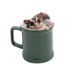 Cute flying squirrel in green coffee mug.