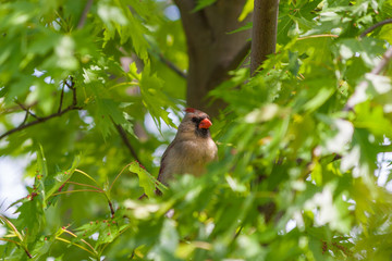 Female Northern Cardinal bird (Cardinalis cardinalis)