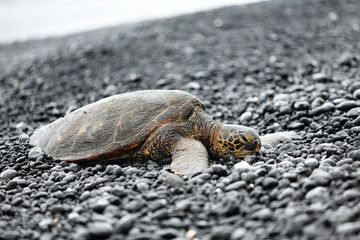 Turtle. Hawaiian sea turtles resting on beach on Big Island, Hawaii, USA.