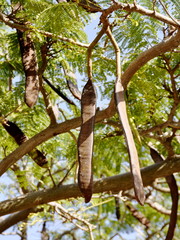 Fototapeta na wymiar Seeds on a Persian silk tree