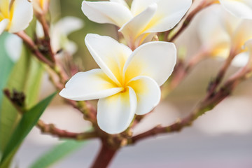 Close up of white Frangipani flowers