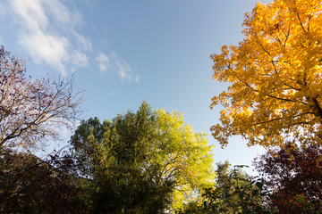 Fototapeta na wymiar Trees in autumn with yellow tones and blue sky