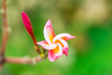 Close up of Frangipani flowers