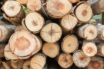 Fototapeta premium Stock of eucalyptus logs in a lumber yard
