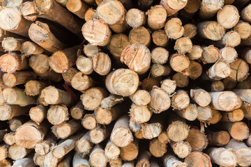 Stock of eucalyptus logs in a lumber yard