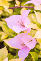 Close up of pink bougainvillea flowers