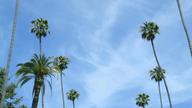 Driving past rows of palm trees, with a blue sky in the background. Shot in Beverly Hills, Los Angeles, California.