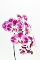 Obraz premium Dark purple and white Phalaenopsis orchids close up