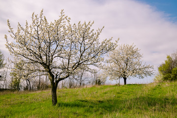 Cherry Blossoms on the Italian hills in spring.
