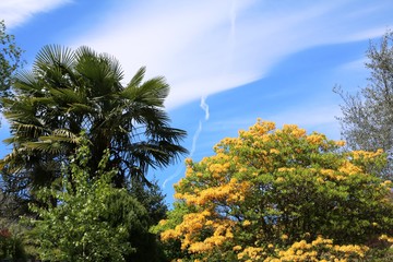 Palm trees and yellow flowering azalea bush on Lake Maggiore, Italy