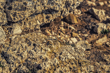 lizard among the rocks