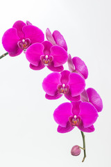 Purple Phalaenopsis orchids close up