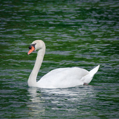 Swan on the lake.