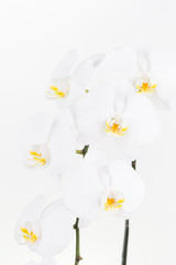 White Phalaenopsis orchids close up