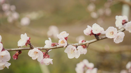 Detail of a flowering branch of cherry.
