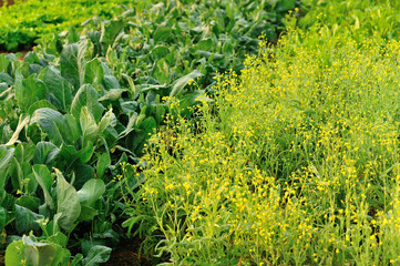 variety vegetable plants in growth at vegetable garden
