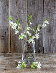 wiosenne kwiaty wiśni w wazonie, rustylakny obrazek © lsiekierski