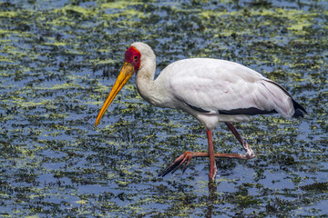 Yellow-Billed stork in Kruger National park, South Africa