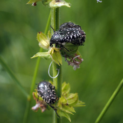 Pest flower beetle Oxythyrea funesta on a stem of meadow clary (Salvia pratensis).