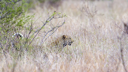 Leopard in Kruger National park, South Africa