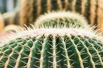 Close Up of Golden Barrel Cactus or Echinocactus grusonii Hildm.