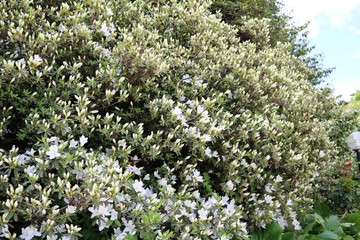 big old white flowering azalea at Lake Maggiore, Italy