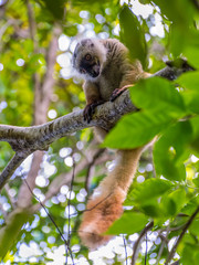 Lemur on Lokobe Strict Reserve in Nosy Be, Madagascar
