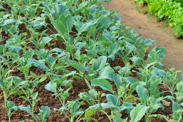 green lettuce and cabbage crops in growth at vegetable garden