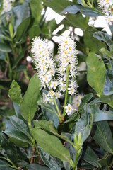 Cherry Laurel with large white flowers in spring