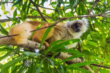 Lemur on Lokobe Strict Reserve in Nosy Be, Madagascar