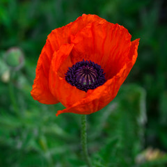 red poppy flower in the garden