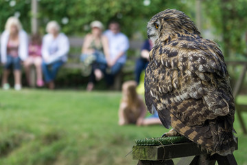Eurasian Eagle-Owl (Bubo bubo)