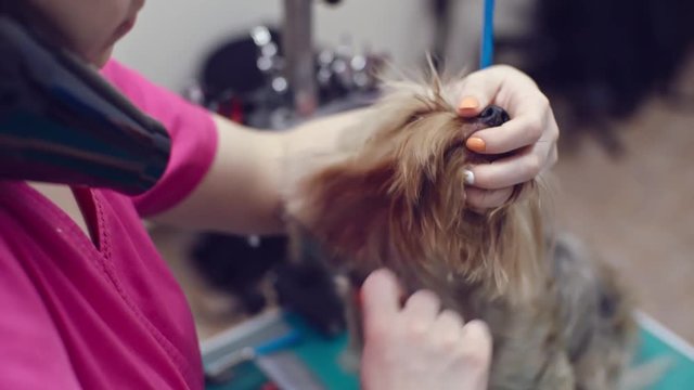 Close up Yorkshire terrier being brushed by professional pet groomer