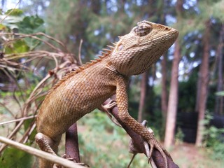 Chameleon sleep

