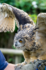 Eurasian Eagle-Owl (Bubo bubo)