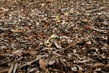 Floor of brown leaves background.