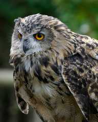 Eurasian Eagle-Owl (Bubo bubo)