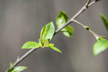 The new young leaves on a tree branch close up