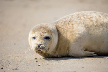 Naklejka premium Young Harbor Seal baby