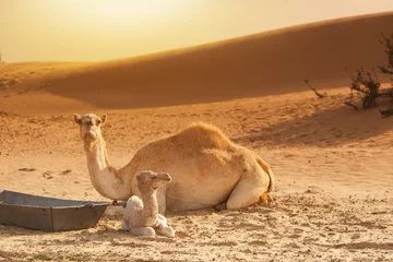 Crédence de cuisine en verre imprimé Chameau Bébé chameau/veau et mère reposant sur le sable, beau des jaune