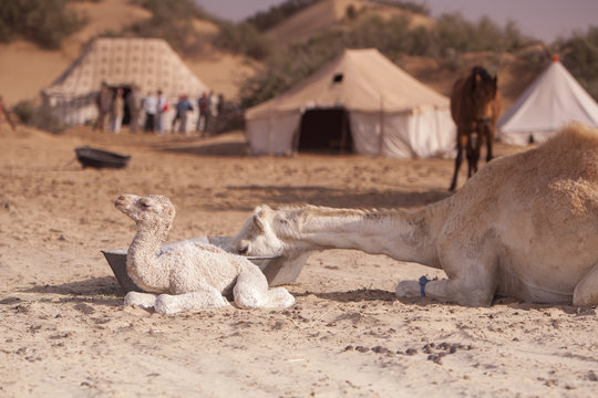 Baby camel and mother on a desert camping site, tourist group on